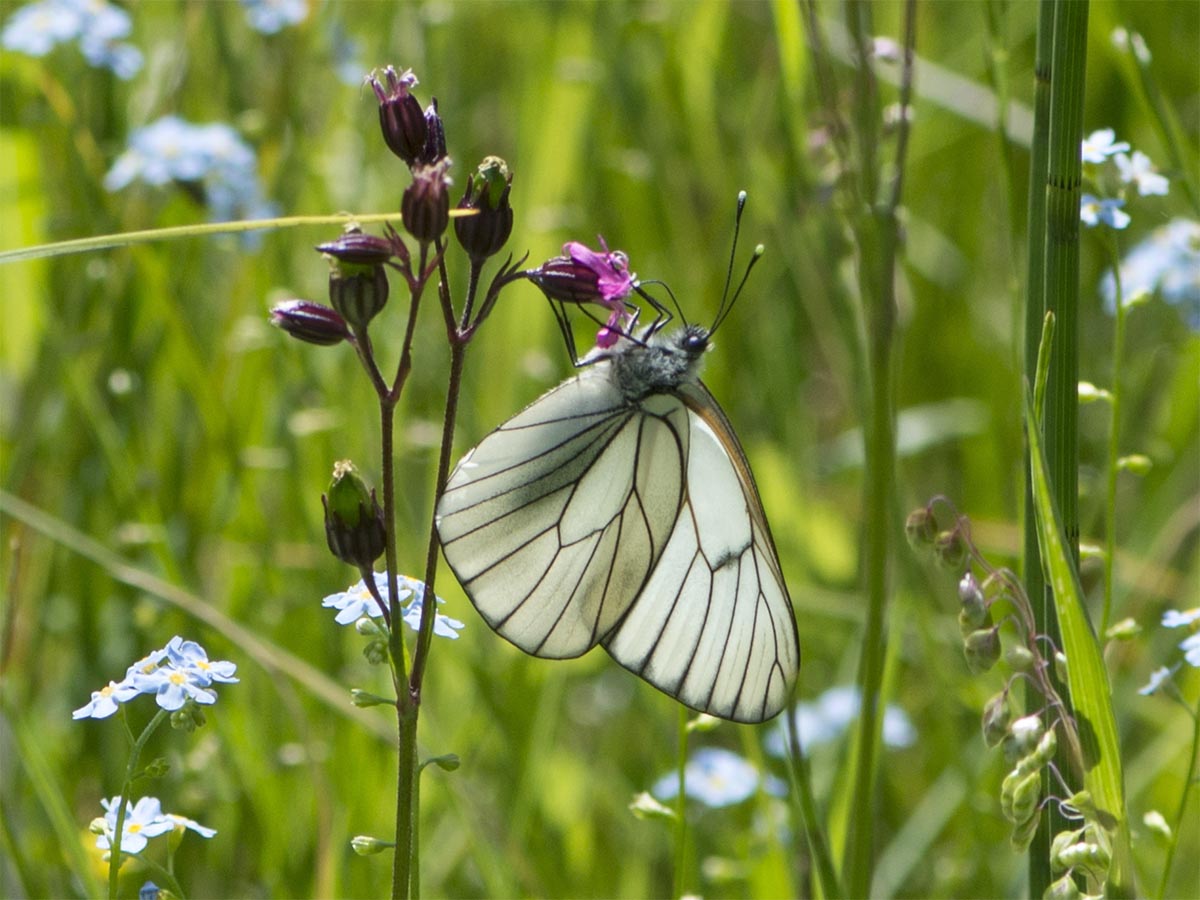 Aporia crataegi